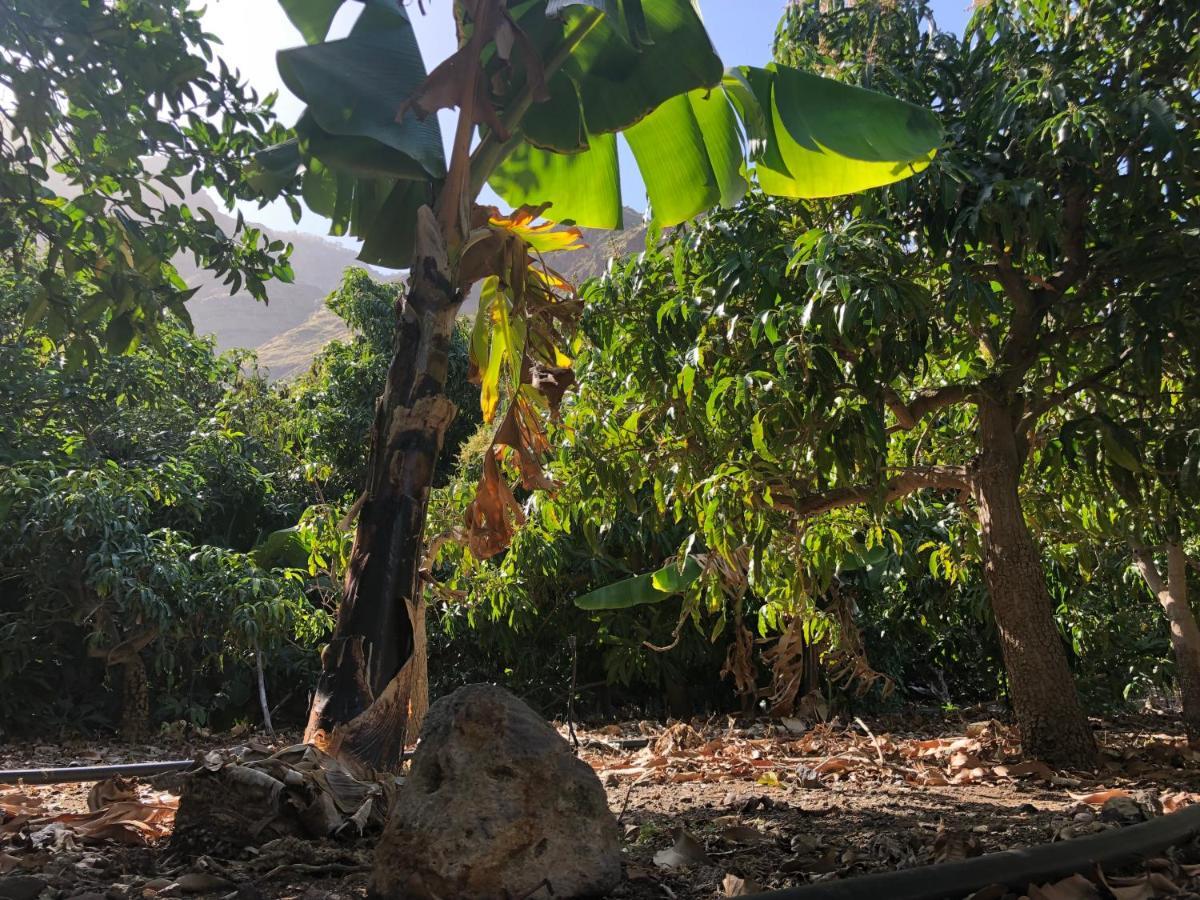 Casa Camino Tamadaba II Lägenhet Agaete  Exteriör bild